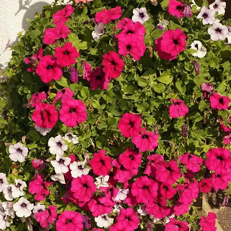 شقة Haus Walser تارينز